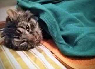 Varför människor påstår att de har tränat sina husdjur – En djupdykning i djurskyddsbrott news-04112024-230904