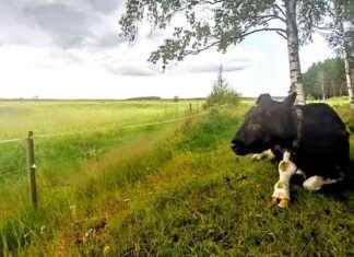 Finlands äldsta ko dör – Slutet på en era news-08112024-155637