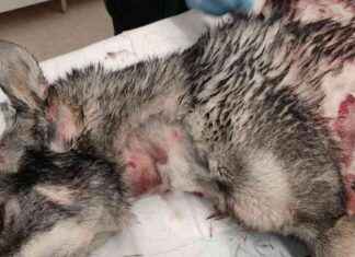 Sorgligt fall: Sabina-hunden död efter en veckas kamp news-09112024-160305