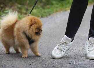 Jakt i Sverige: 2-kilos jälkhund som överraskar skeptiker news-10112024-040634