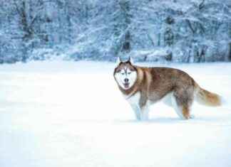 Få människor bor vid breddgraderna i Nordamerika: Visste du det? news-12112024-041234
