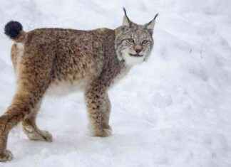 Svenska folket och deras syn på jakt på lodjur: En WWF-studie news-15112024-041349