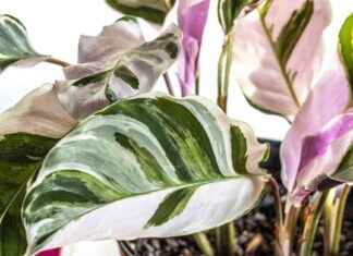 Udda växter: Heta trender för inomhusväxter – Har du dessa specialiteter hemma? news-16112024-042257