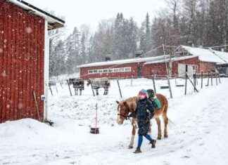Drömmen om att bo på landsbygden i Finland: En önskan över andra news-16112024-162655