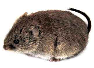 Ökande sorkbestånd i delar av Finland – kan leda till toppskador på barrträd news-21112024-182713