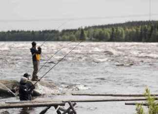 Låg laxbestånd i Torneälv och Simojoki för andra året i rad news-22112024-003207