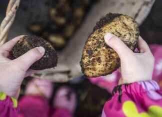 Maatilakokemukset vähentävät allergiariskiä keski-iässä news-26112024-054410