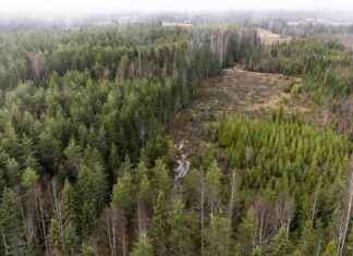 Identifiering av döda träd med drönare istället för laseravkänning news-28112024-055803