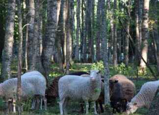 Lammastila framgångsrikt marknadsförs för att nå nya kunder – inklusive före detta veganer news-30112024-061448