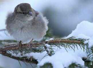 Bakgrunden till en av våra mest älskade julsånger – en sorglig sann historia bakgrunden-till-en-av-vra-mest-lskade-julsnger-en-sorglig-sann-historia