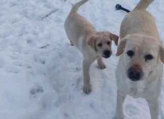 Hjälp kyläns försvunna valp på en mörk vinterkväll hjlp-kylns-frsvunna-valp-p-en-mrk-vinterkvll