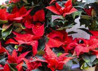 Hur man får joulutähti att blomstra längre: tips för att undvika drag och mörker hur-man-fr-jouluthti-att-blomstra-lngre-tips-fr-att-undvika-drag-och-mrker