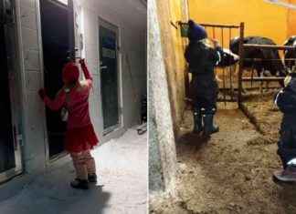 Julkaisu: Tip tap -esitys glädjer kor till jul hos Saijala mejeriet – samtidigt blir tomteväntan enklare julkaisu-tip-tap-esitys-gldjer-kor-till-jul-hos-saijala-mejeriet-samtidigt-blir-tomtevntan-enklare