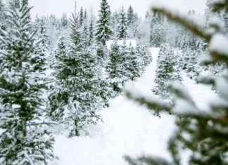 Kan du odla en frodig tall utan beskärning? kan-du-odla-en-frodig-tall-utan-beskrning
