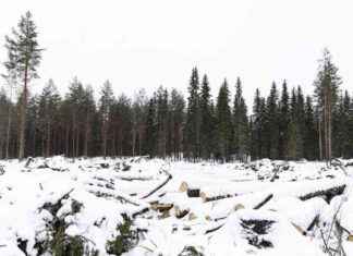 Metsäkatoasetuksen lykkääntyminen helpottaa kansallista täytäntöönpanoa metskatoasetuksen-lykkntyminen-helpottaa-kansallista-tytntnpanoa