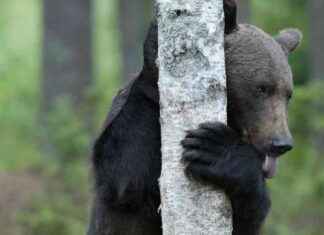 Tragisk händelse: Man dödades av björn under jakt med fem barn tragisk-hndelse-man-ddades-av-bjrn-under-jakt-med-fem-barn