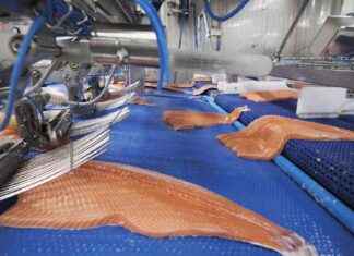 Få bort dålig smak från fisk med kapokfibrer – enkelt och effektivt! f-bort-dlig-smak-frn-fisk-med-kapokfibrer-enkelt-och-effektivt