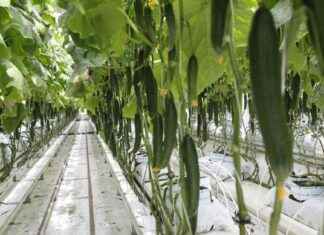 Hur många gurkor äter en genomsnittlig finländare per år? hur-mnga-gurkor-ter-en-genomsnittlig-finlndare-per-r