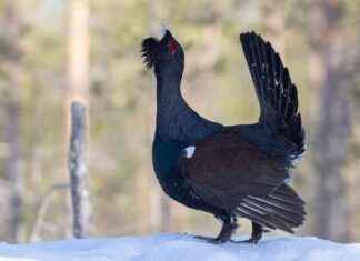 Äkäinen metso och dess påverkan på polisarbetet i Loimaa kinen-metso-och-dess-pverkan-p-polisarbetet-i-loimaa