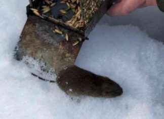 Myyrät invaderar hus på grund av besvärligt väder: Kaleva Nytta och skadliga effekter myyrt-invaderar-hus-p-grund-av-besvrligt-vder-kaleva-nytta-och-skadliga-effekter