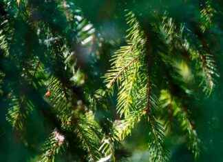 Ny forskare utsedd att efterträda Ilpo Kojola: Göran Spong tar över stora skor ny-forskare-utsedd-att-eftertrda-lpo-kojola-gran-spong-tar-ver-stora-skor