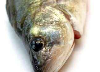 Oululaismies särkee ennätyksen: Lähes kolmekiloinen ahven verkosta oululaismies-srkee-enntyksen-lhes-kolmekiloinen-ahven-verkosta