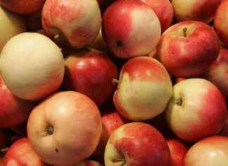 Puola: EU-puheenjohtajana yli 80 000 omenaa puola-eu-puheenjohtajana-yli-80000-omenaa