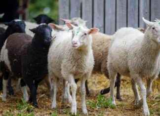 Ruotsalainen lihayhtiö kehittää uutta lammasrotua – lampurit huolissaan ruotsalainen-lihayhti-kehitt-uutta-lammasrotua-lampurit-huolissaan