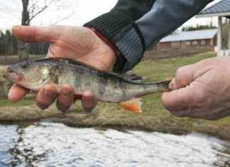 Stor fisk: Nya regler för meritfiskar och storleksgränser stor-fisk-nya-regler-fr-meritfiskar-och-storleksgrnser