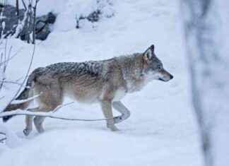 Svensk Jakt: Sammanfattning av 2021 års vargjakt svensk-jakt-sammanfattning-av-2021-rs-vargjakt