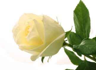 Fira framgångarna hos Naturpolis Oy i Kuusamo fira-framgngarna-hos-naturpolis-oy-i-kuusamo