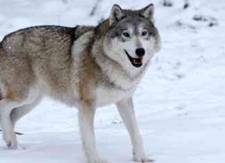 Jakt på varghybrid i Joutseno med tillstånd jakt-p-varghybrid-i-joutseno-med-tillstnd