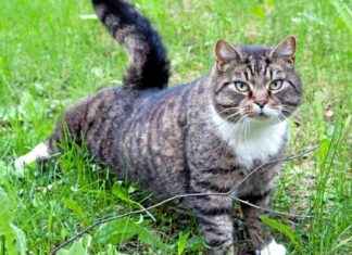 Kan din husdjur vara allergisk mot dig? kan-din-husdjur-vara-allergisk-mot-dig