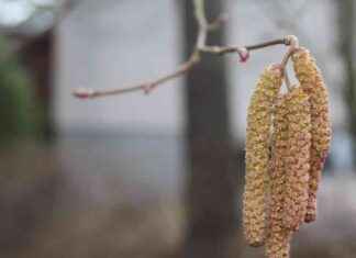 Koivuallergiker bör förbereda sig för framtiden – hasselbusken får nysningar redan i februari koivuallergiker-br-frbereda-sig-fr-framtiden-hasselbusken-fr-nysningar-redan-i-februari