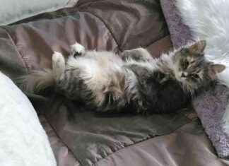 Livet efter pensionen: Eine och hennes kärlek till Edith-katten livet-efter-pensionen-eine-och-hennes-krlek-till-edith-katten