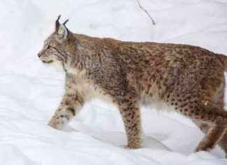 Ilves attackerade toyvillakoiravalpen på en radhusbaksida i Kajana lves-attackerade-toyvillakoiravalpen-p-en-radhusbaksida-i-kajana