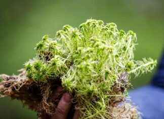 Rahkasammal som hållbart alternativ till tillväxttorv: forskning visar rahkasammal-som-hllbart-alternativ-till-tillvxttorv-forskning-visar