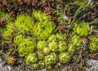 Hållbara och lättskötta växter utsedda till årets trendigaste hllbara-och-lttsktta-vxter-utsedda-till-rets-trendigaste