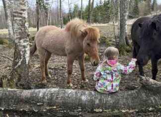 Hästnäringens röster i vårens val: Vem är målgruppen? hstnringens-rster-i-vrens-val-vem-r-mlgruppen