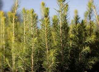 Kuusen kloonitaimien vastustuskyky – Luonnontaimia heikompi prestation kuusen-kloonitaimien-vastustuskyky-luonnontaimia-heikompi-prestation