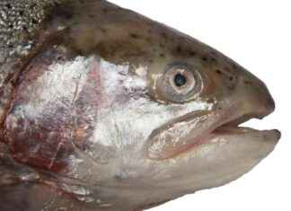 Så här är reglerna för fritidsfiske av havsöring i Finlands havsområden i sommar s-hr-r-reglerna-fr-fritidsfiske-av-havsring-i-finlands-havsomrden-i-sommar