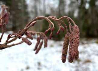Så påverkar lämpligt väder vårfenomenet s-pverkar-lmpligt-vder-vrfenomenet