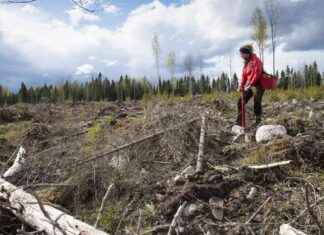Sommarjobb 2021: Metsähallitus söker femtio unga för planteringar sommarjobb-2021-metshallitus-sker-femtio-unga-fr-planteringar