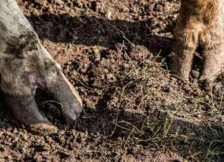 Utbrott av mul- och klövsjuka på gård med 1 400 djur – alla avlivas och begravs utbrott-av-mul-och-klvsjuka-p-grd-med-1-400-djur-alla-avlivas-och-begravs