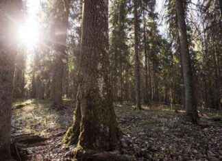 Upptäckt av ny svampart i Finland 2021 upptckt-av-ny-svampart-i-finland-2021