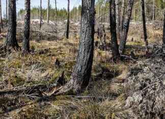Bekämpa skogsbränder med en ny kommunikationskampanj – Många är obekanta med öppen eld och brandvarning bekmpa-skogsbrnder-med-en-ny-kommunikationskampanj-mnga-r-obekanta-med-ppen-eld-och-brandvarning