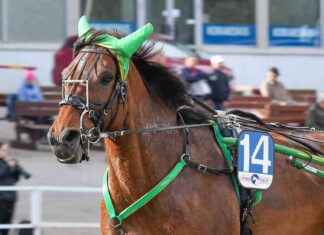 Dödsfall av häst vid Teivo travbane ddsfall-av-hst-vid-teivo-travbane