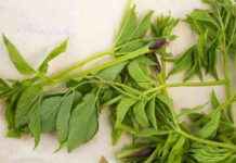 Identifiera och skilj på ätlig björnärt från dess giftiga släktingar dentifiera-och-skilj-p-tlig-bjrnrt-frn-dess-giftiga-slktingar