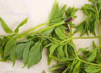 Identifiera och skilj på ätlig björnärt från dess giftiga släktingar dentifiera-och-skilj-p-tlig-bjrnrt-frn-dess-giftiga-slktingar