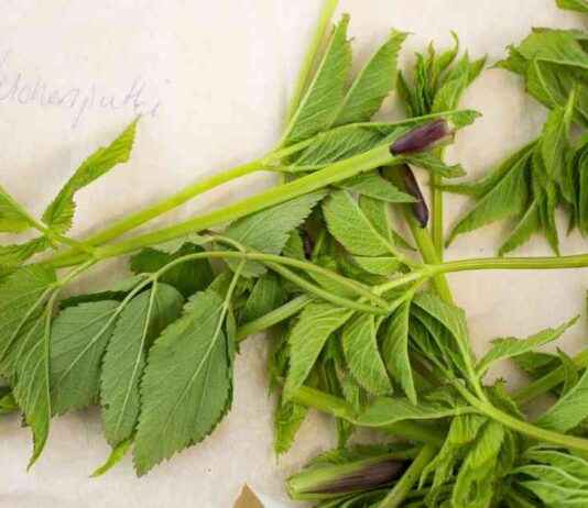 Identifiera och skilj på ätlig björnärt från dess giftiga släktingar dentifiera-och-skilj-p-tlig-bjrnrt-frn-dess-giftiga-slktingar